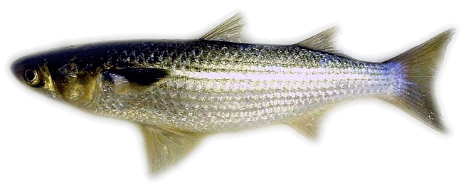 Mullet (fish) - Alchetron, The Free Social Encyclopedia